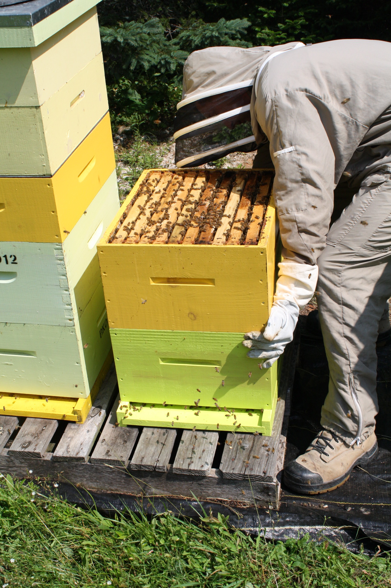 tl_files/sites/research/Bee 4.jpg