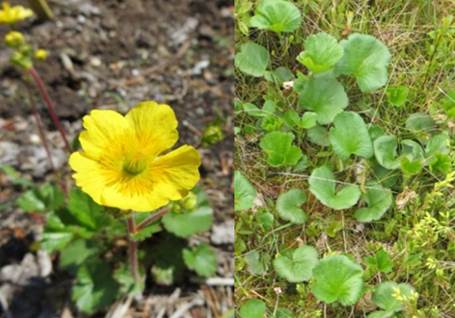 Geum peckii (Mountain avens)