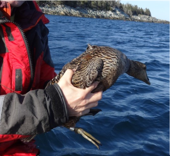 Common Eider