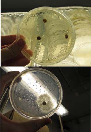 Fungal endophytes in culture
