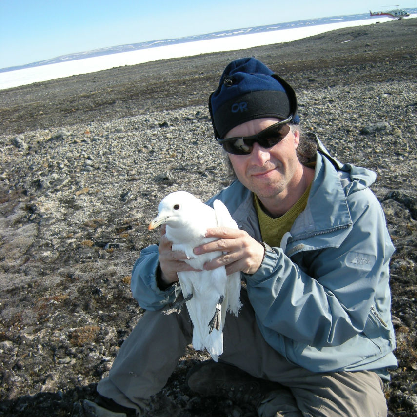 tl_files/sites/research/mallory gull and copter square.jpg